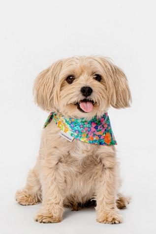 MODERNBEAST Meadow Pet Bandana Product Image