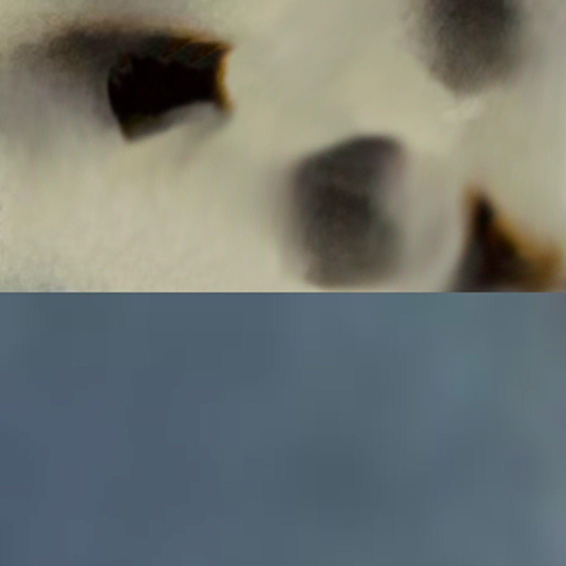 Oleta Polarized Sunglasses Product Image