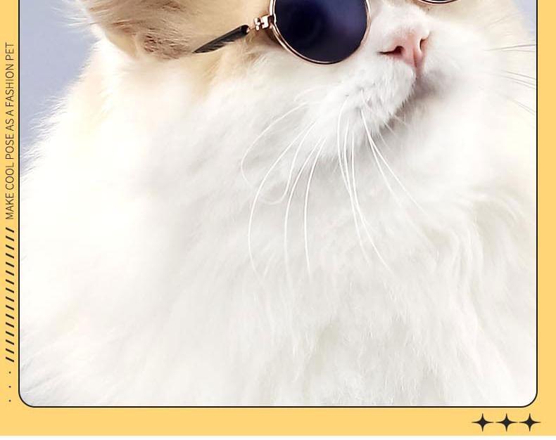 Pet Sunglasses Product Image